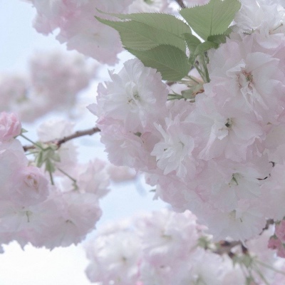 兽设校园场景设计Furry群